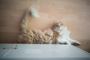 playful maine coon cat lying on the floor looking up at camera curiously playful maine coon cat lying on the floor looking up at camera curiously
